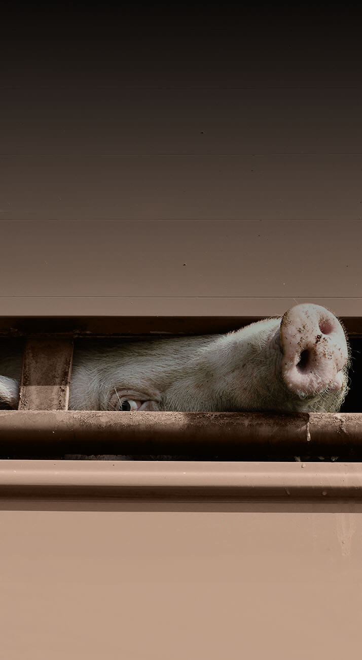 Schwein schaut aus einem Tiertransporter