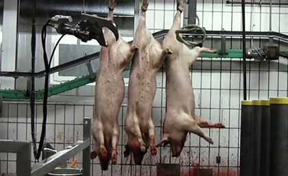 getötete Schweine im Schlachthaus