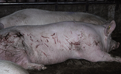 Schweine mit Wunden und Verletzungen im Stall