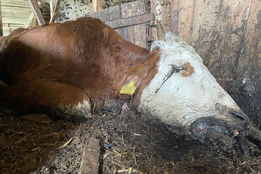 Tierquälerei erkennen und melden: Jetzt Tieren helfen!