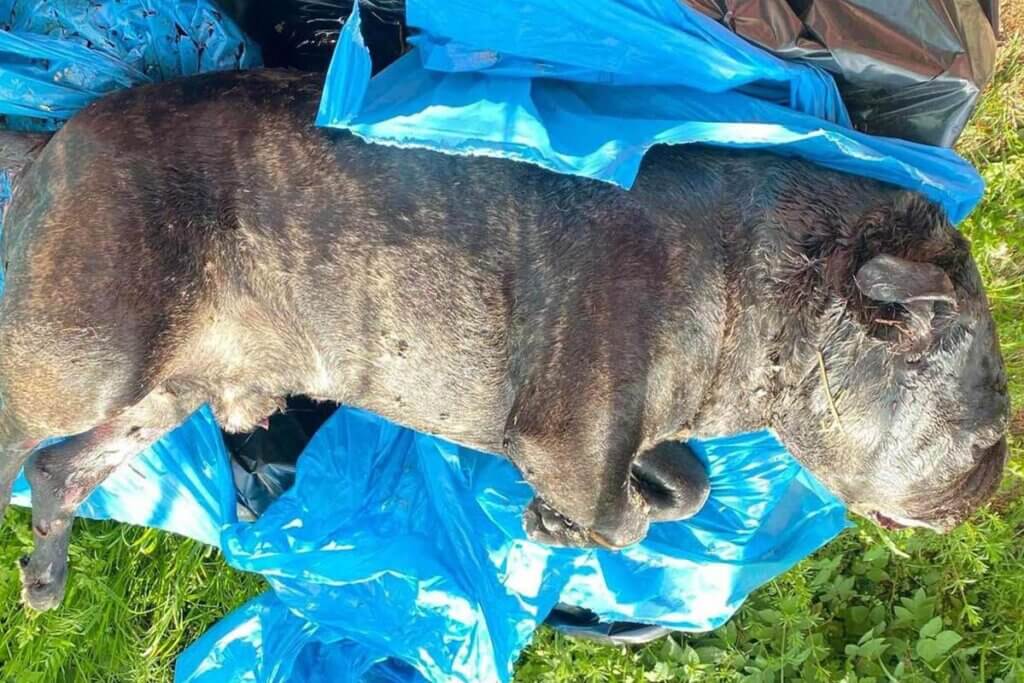 Tierquälerei erkennen und melden: Jetzt Tieren helfen!