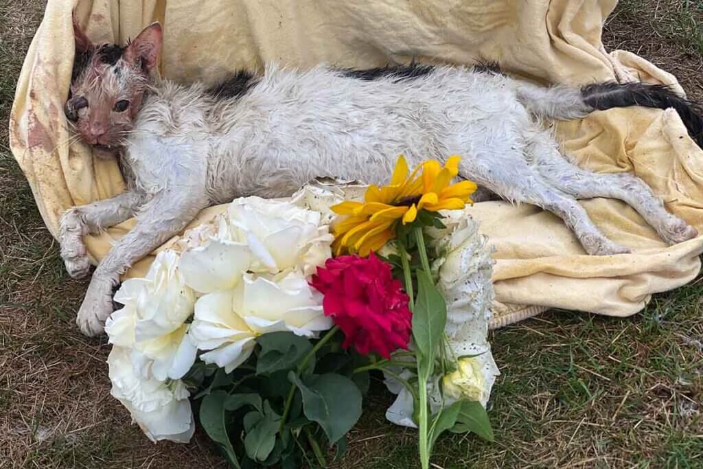Tierquälerei erkennen und melden: Jetzt Tieren helfen!