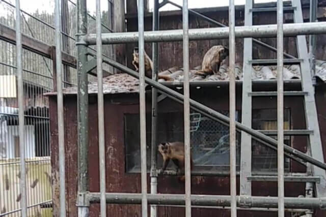 Tierquälerei erkennen und melden: Jetzt Tieren helfen!